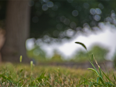 What the chipmunk saw.