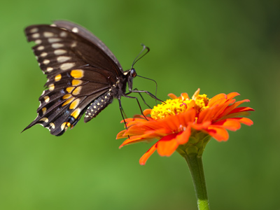 It`s a picture of a butterfly eating.  If it was a dog or a cow eating, would you be saying, `Oh wow, that`s beautiful!`?