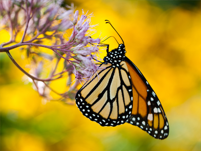 Anybody with a camera can take a picture of something.  What makes it good is what`s around that something.