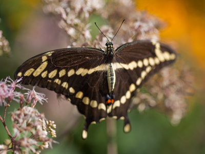 If you`re planning to photograph butterflies, do it in the morning before their wings are warm enough to fly.