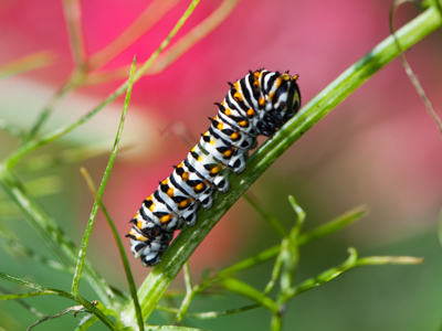 Instinct drives this little guy to eat constantly.  It will need all of that stored energy during metamorphosis.