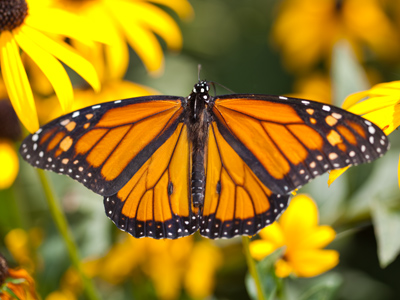 A monarch butterfly`s wings are covered with millions of tiny scales that produce the distinctive patterns of color.  The little spots on its head are splotches of Wite-Out.