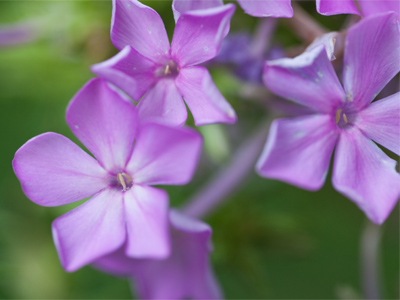 After breaking my ordinary lens yesterday, I set out today a special lens that`s best for shooting flowers and bugs.