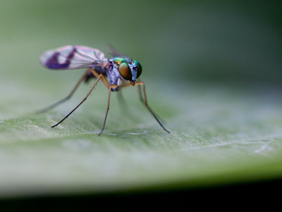 Flowers and bugs, bugs and flowers.  If that`s all I did, I wouldn`t need a new lens.