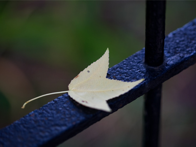 Don`t even TALK to me about autumn yet.