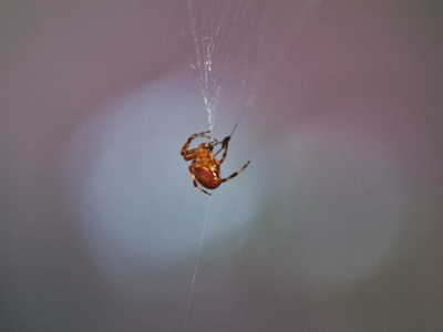 I`m still using the bug-and-flower closeup lens today, but I hope that my new zoom lens will be delivered very soon.