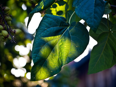 Taking pictures in the morning is a necessity, since I hide from the heat during the rest of the day.