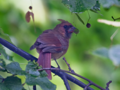 The female cardinal enjoys a vegan meal of fresh berries.