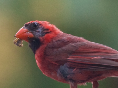 While the male cardinal dines on a nice meaty cicada.