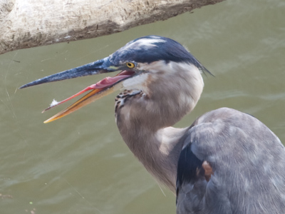 When this juvenile heron reaches breeding age, its top bill will turn yellow like the bottom one is now.