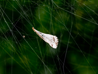 Leftovers from the spider`s dinner last night.