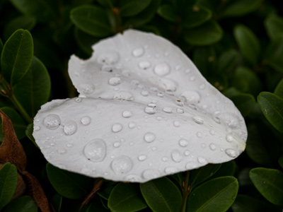 Nature`s gift:  a silky white flower petal covered with dew.  Nature`s curse:  bugs biting me while I photographed it.