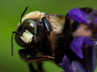 Have you ever seen a bee with a yellow square on its face?  Or with a number 9 on its eye?