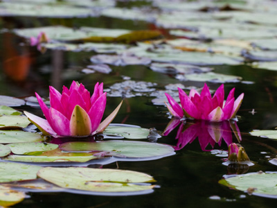I will probably never drop my camera on the ground again (see August 9), but I can`t rule out dropping it into a pond.