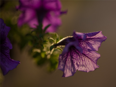 Most of what you see here are morning flowers, but this is a rare evening flower.