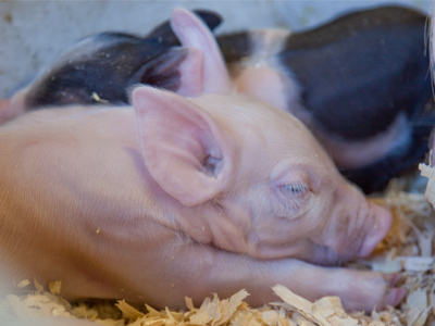 Oh that reminds me, I need some hot dogs for the Labor Day cookout.