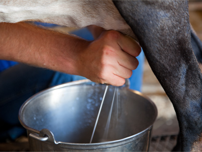 I was walking through the goat barn when a kid wearing Wranglers and a Stetson asked me if I wanted to take a picture of him milking a goat.  What could I possibly say?
