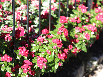 Today I managed to go outside for a while and stagger around the neighborhood, taking some very bad pictures.