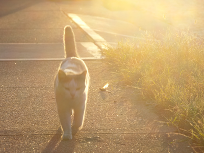 They attack from out of the sun so you can`t see them.