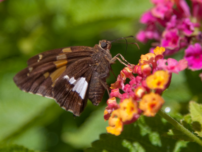 My new lens doesn`t specialize in bugs and flowers, but it does a very respectable job.