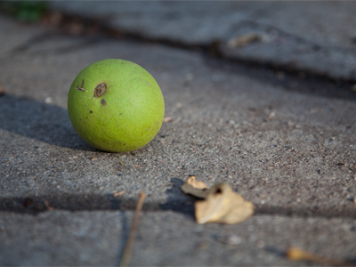 Why I don`t park my car in front of my house during this time of year.  These are HEAVY and often go THUD.