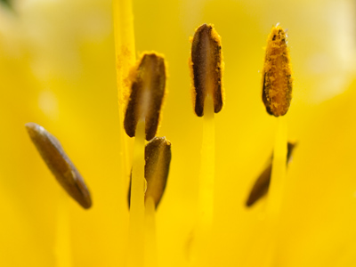 The pain of buying new lenses disappears when I`m able to see individual bits of pollen from about 12 feet away.