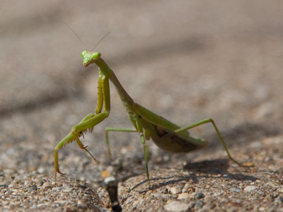 Why did the praying mantis cross the road?