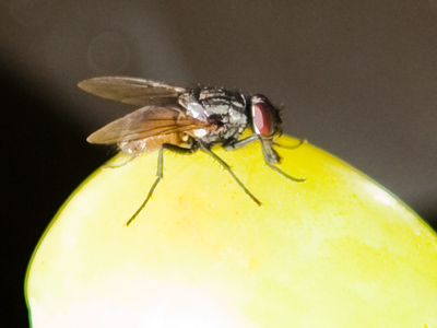 Speaking of free refreshments, would you like a grape?