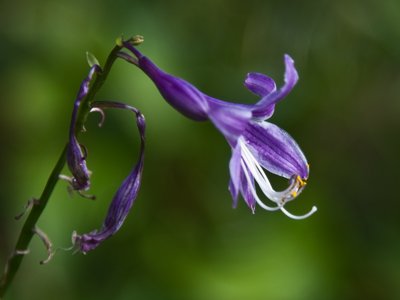 This will sound mean, but maybe people who don`t notice flowers don`t deserve them anyway.