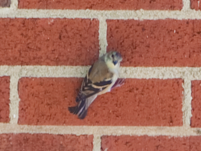 She hasn`t quite mastered the concept of camouflage.