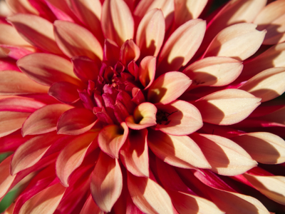 Beauty is fleeting, especially in a garden in October.