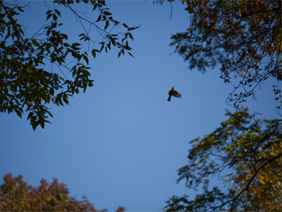 I waited for a leaf to fall through that patch of sky, but all I got was a bird.  Photography is not for the impatient.