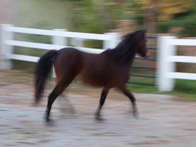 Two other horses had just gone by, and their pictures were just a little too precise, so I wanted some blur in this one.