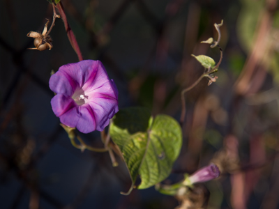Along the side of the highway.
