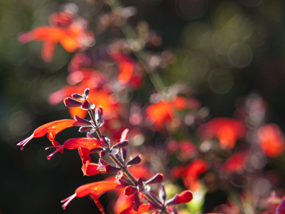 The blurry circles in the background are supposed to be there.  Camera people call it `bokeh.`  Write this down.