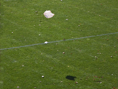 Remember that movie `American Beauty`?