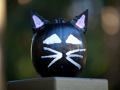 My neighbor has been conducting genetic experiments combining cat and pumpkin DNA.