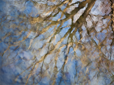 Wanqu de sh�, liang c� feng (Tree that Bends Twice to Wind).