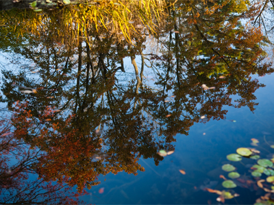 A pond for you to ponder.