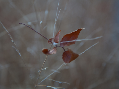 An uninteresting photo of leaves trapped in tall grass.