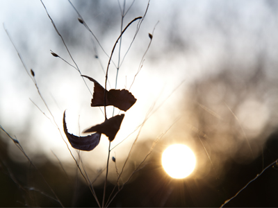 A more interesting photo of leaves trapped in tall grass.