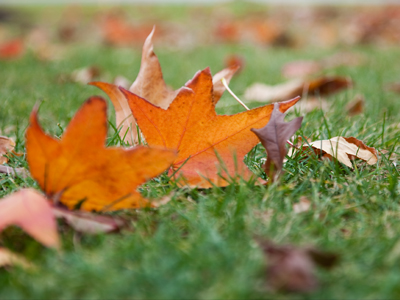 He who hesitates is lost.  There was a nice streetlight glowing in the distance (just like in the butterfly shot of October 5, 2007), but it turned off just as I took this picture.