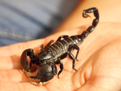 Thanksgiving dinner, part two.