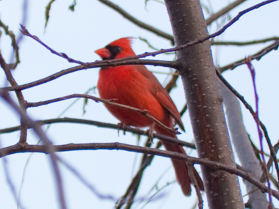 I couldn`t find a partridge in a pear tree, so you get this.