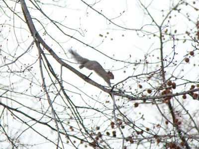 He flies through the air with the greatest of ease.