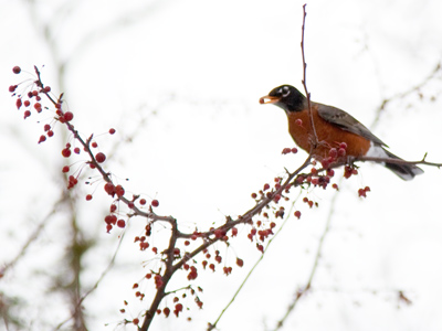 Go easy -- those berries have to last all winter.