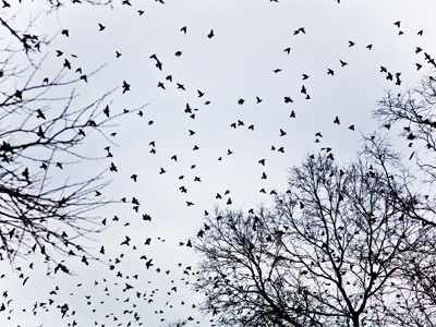 Migrating south might have been a good idea.