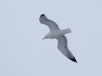 What could it possibly be living off of?  Frozen fish sticks?
