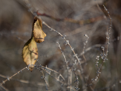 Today felt like spring, but the world was trapped in winter.