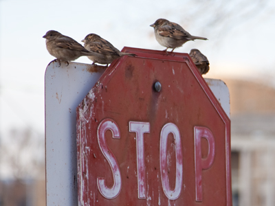 Highly trained attack birds protect the checkpoint.